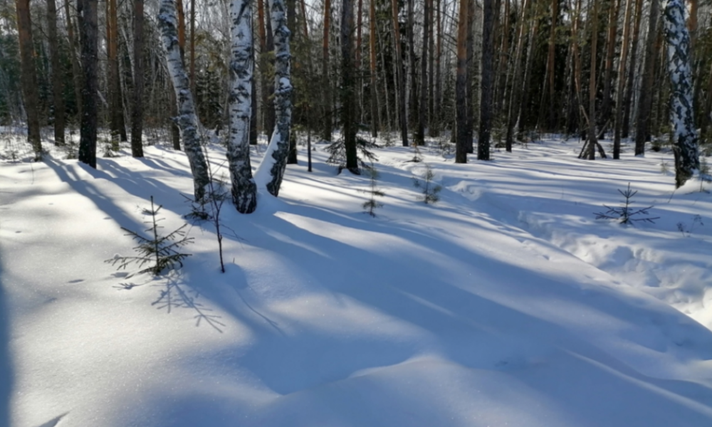 В конце недели в Омск вернётся плюсовая температура 