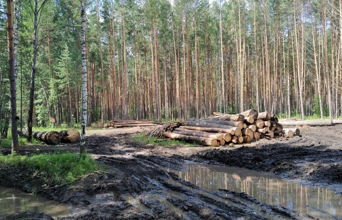 В управлении лесного хозяйства Омской области объяснили вырубку сосен в Окунево