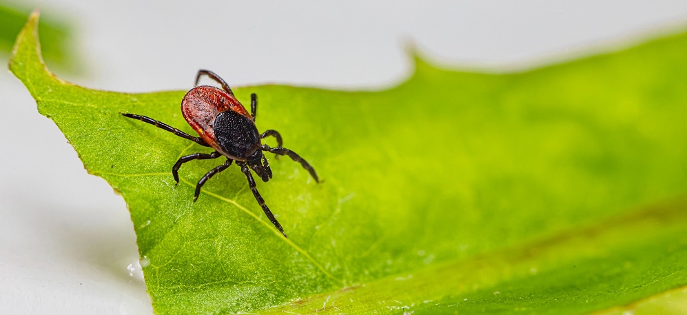Омск повторно обработают от клещей и грызунов 
