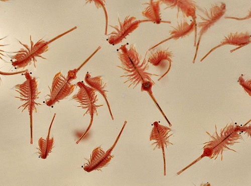 Омичка выловила из озера Эбейта более 180 кг ценных рачков