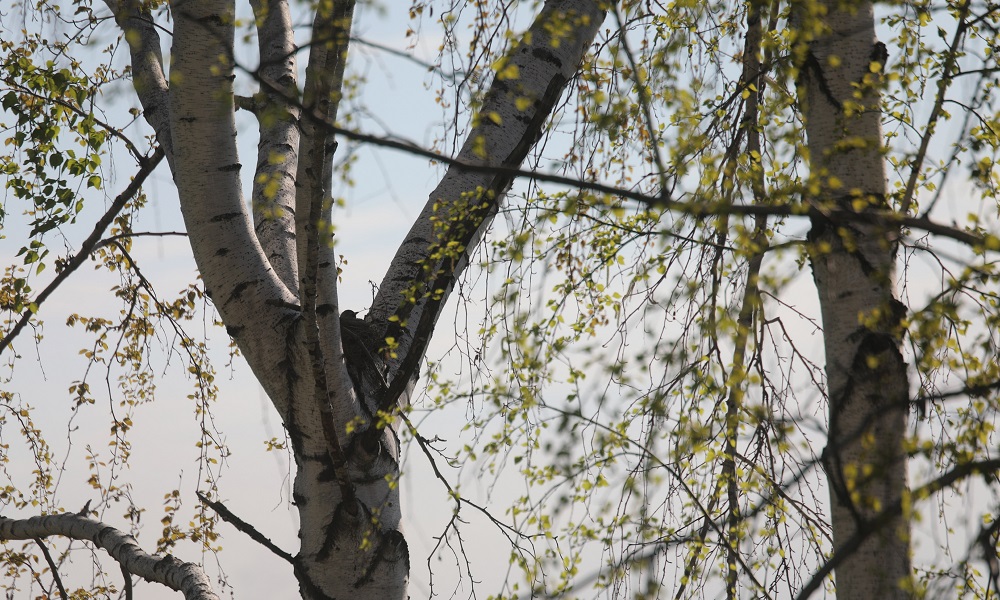 В омском парке «Птичья гавань» временно запрещены любые массовые мероприятия 