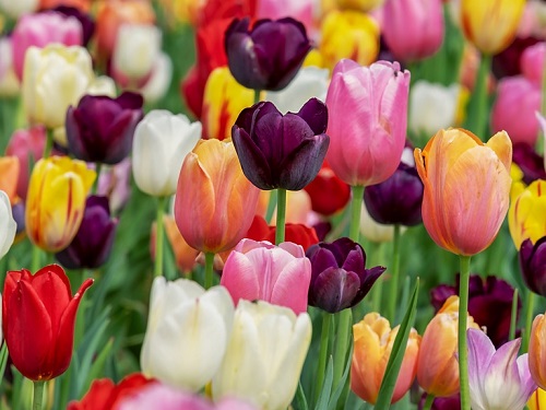 Омич хотел купить 2 тысячи тюльпанов к 8 Марта