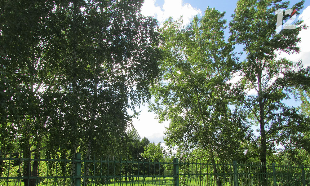 Омские агрономы за неделю высадили 414 молодых деревьев и больше 2,1 тысячи кустарников