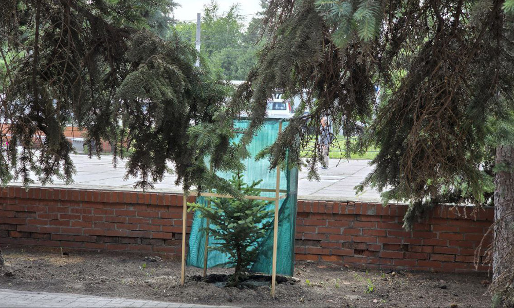 Возле ТЦ «Омский» высадили новые ели