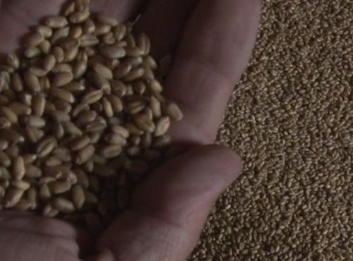 В Омской области рискуют погибнуть озимые