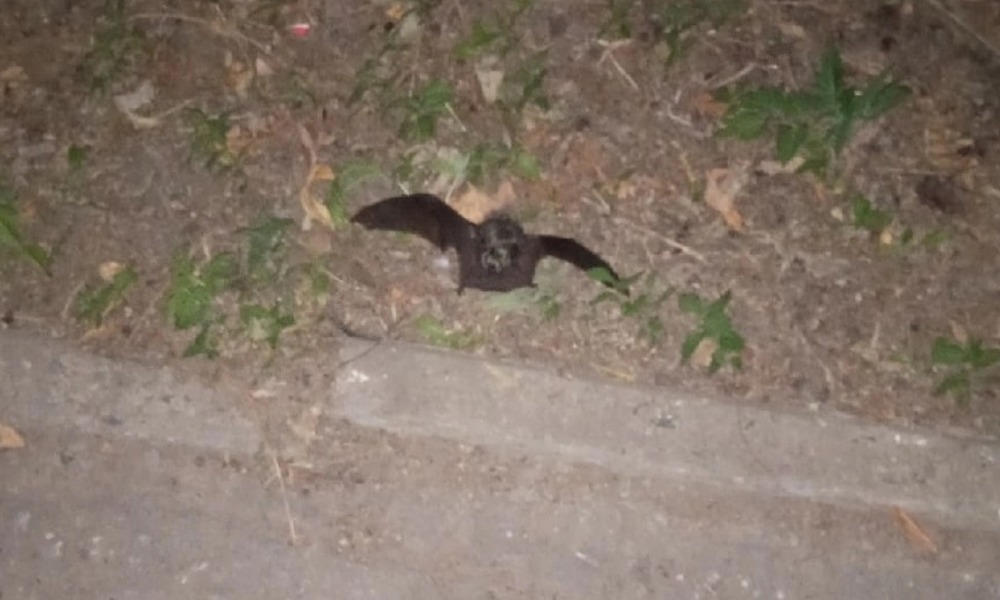На омича в Амуре упала летучая мышь