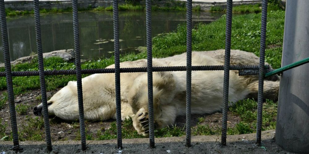 Японский блогер поделился впечатлениями от Большереченского зоопарка