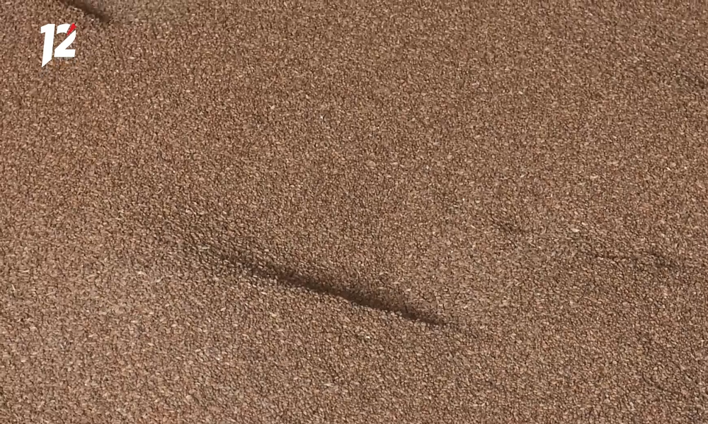 Россельхознадзор предотвратил оборот небезопасного зерна в Омской области