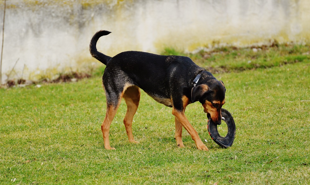 Наказание омича, расчленившего собаку, смягчили из-за его состояния здоровья и признания вины 