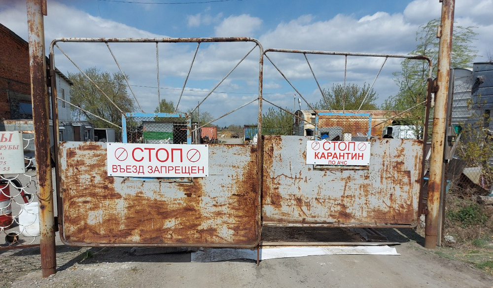 В Омской области из-за вспышки АЧС уничтожили почти 700 свиней