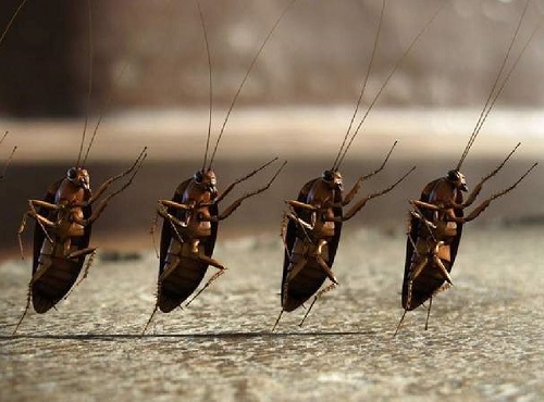 Телезрителям 12 канала расскажут, как остановить шествие тараканов