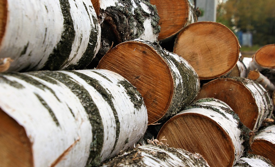 Уничтожили 118 берёз: в Омске будут судить чёрных лесорубов за причинение особо крупного ущерба