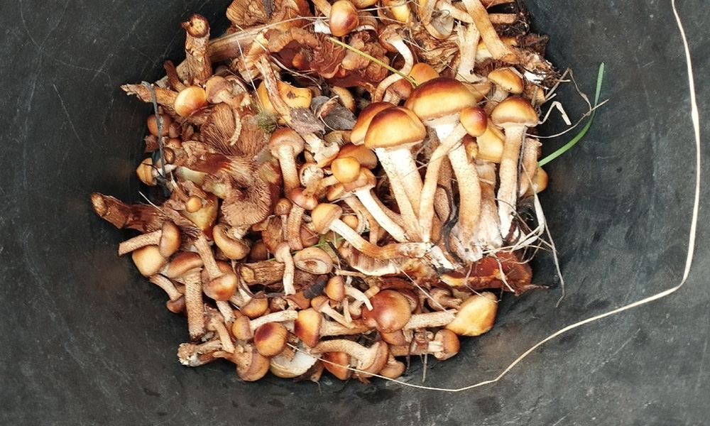 Омские грибники открыли сезон сбора опят и подберёзовиков 