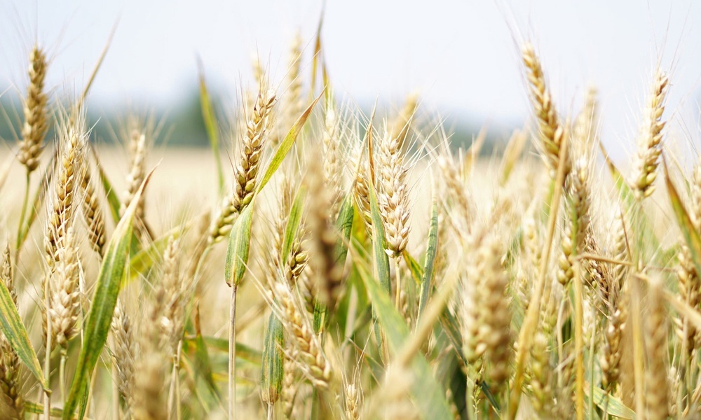 Из Омской области не выпустили 155 тонн пшеницы