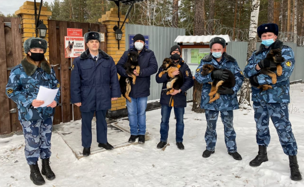 «Острый нюх, зоркий взгляд»: щенки с Урала едут в Омск работать служебными собаками