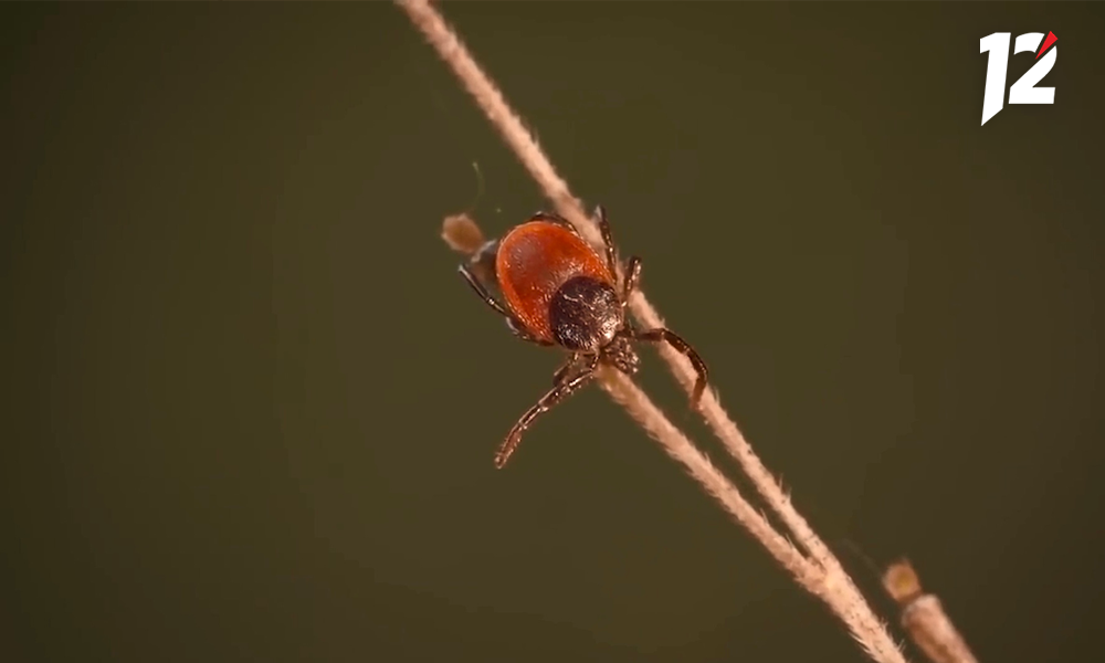 Мэрия Омска ищет подрядчика, который обработает парки и скверы от клещей