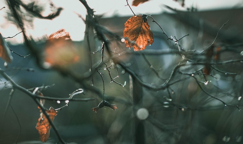 Плюсовая температура сохранится в Омске как минимум до конца недели