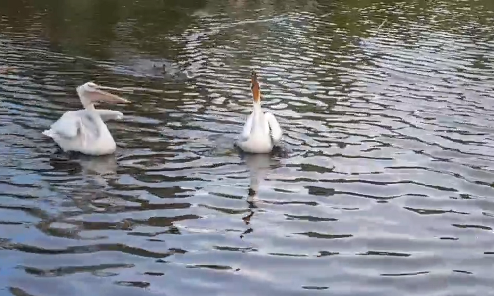 В Большереченском зоопарке показали, как обедают пеликаны