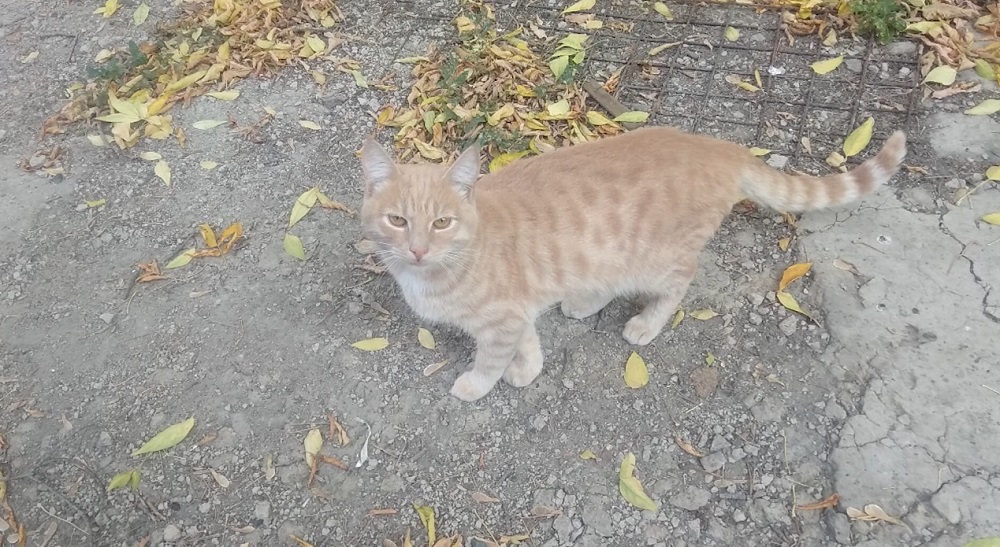 Врачи омской инфекционной больницы нашли бездомному коту Ковиду новых хозяев