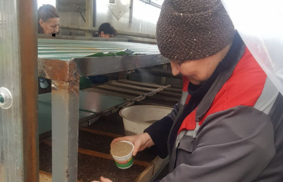 В Омске к майским праздникам планируют вырастить 47 тысяч единиц цветочной рассады