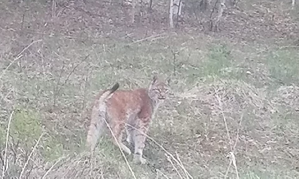 Возле омского села лесники заметили сибирскую рысь