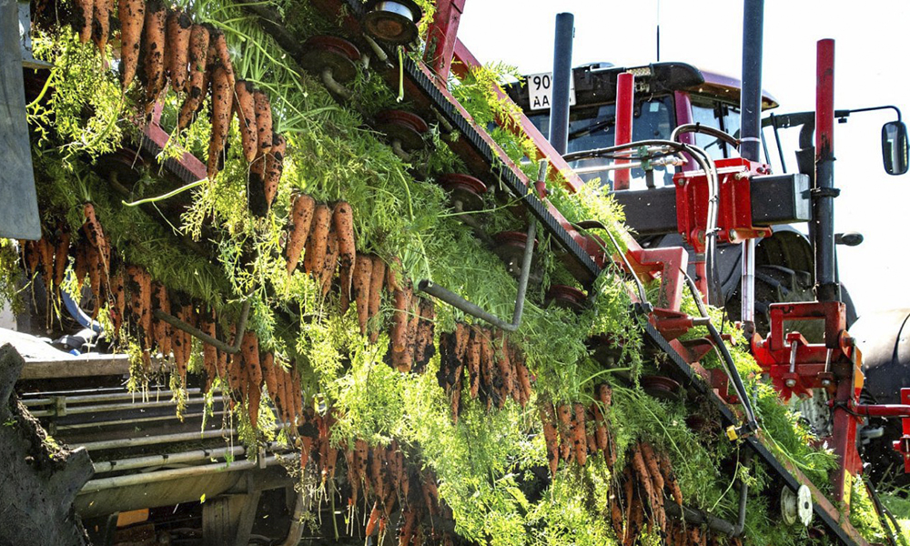В Таврическом районе вовсю идёт кампания по сбору картофеля и моркови