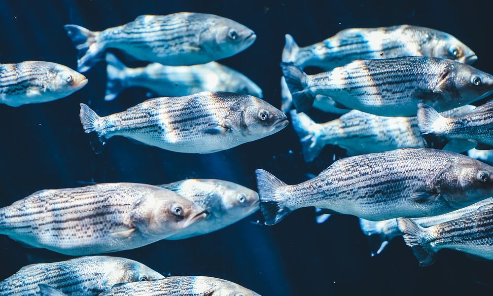 В Омской области в прошлом году выловили больше 1,2 тысяч тонн рыбы