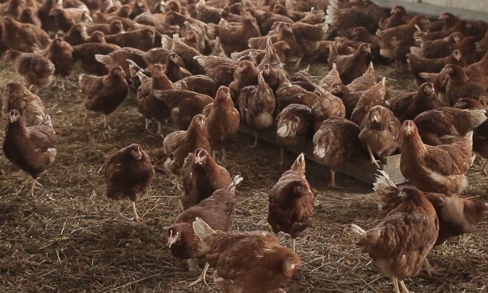 Местного мяса, масла и макарон в Омской области стало больше