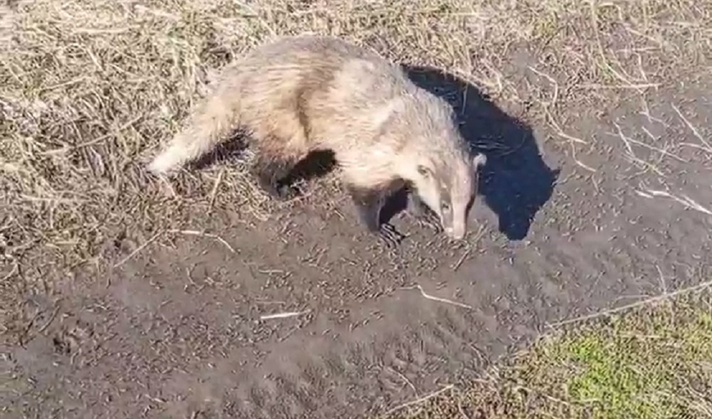 Не пытайтесь погладить: в Управлении по охране животного мира рассказали, как быть при встрече с барсуком