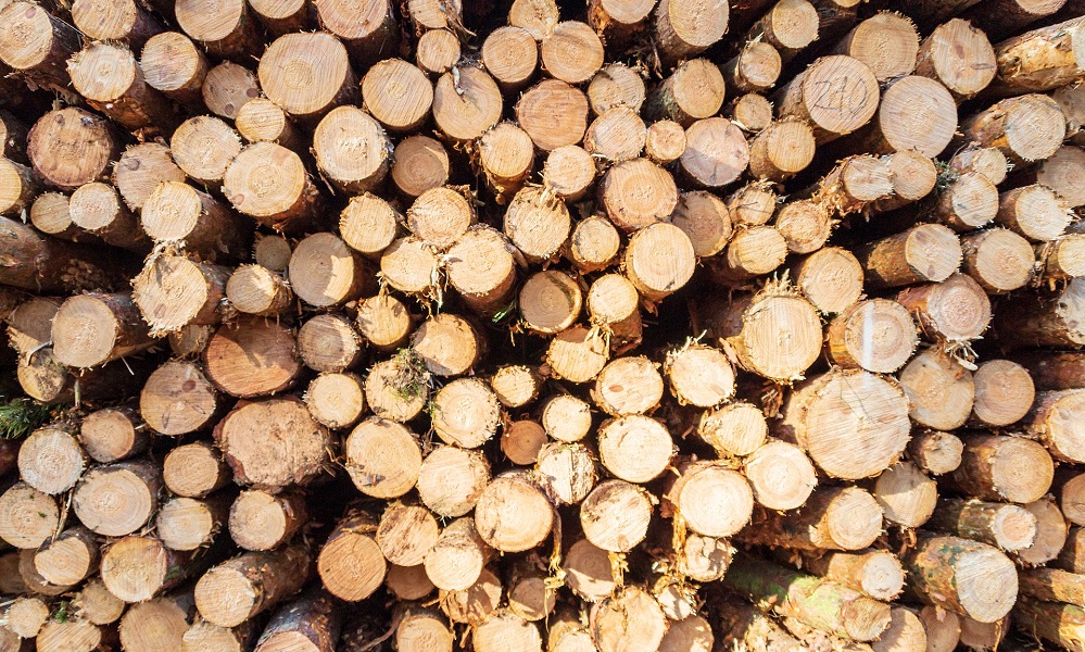 В Омске рядом со «Старгородом» по согласованию вырубили 78 деревьев 