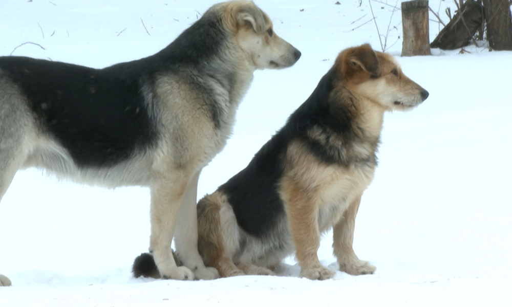 В Омском районе начали отлов собак