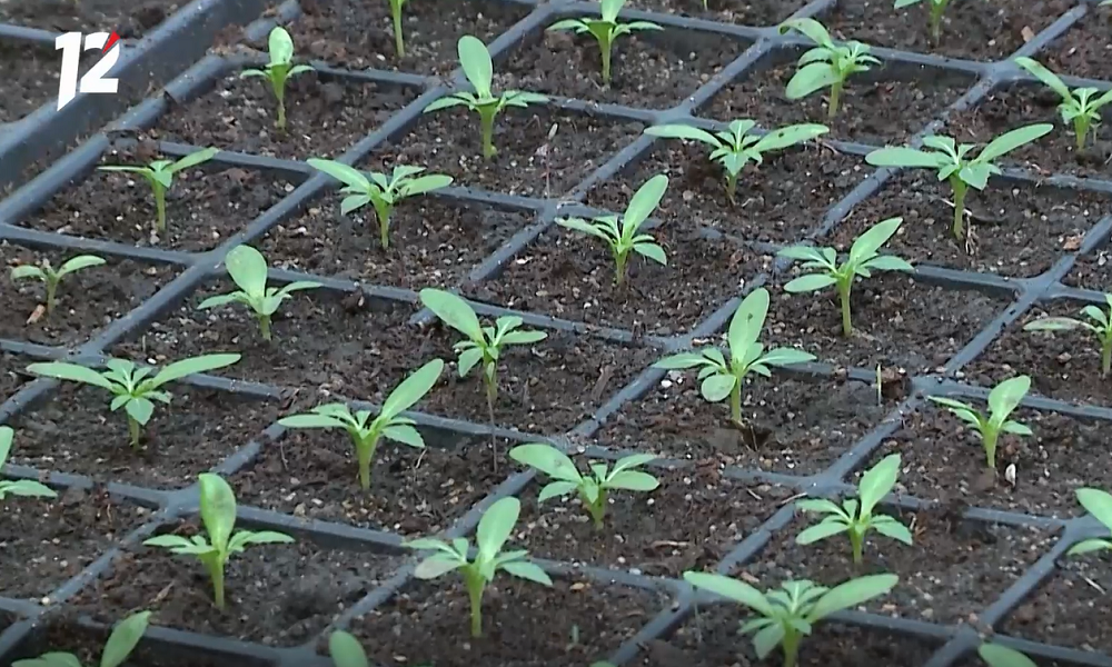 Для омских клумб закупят больше 100 тысяч цветов