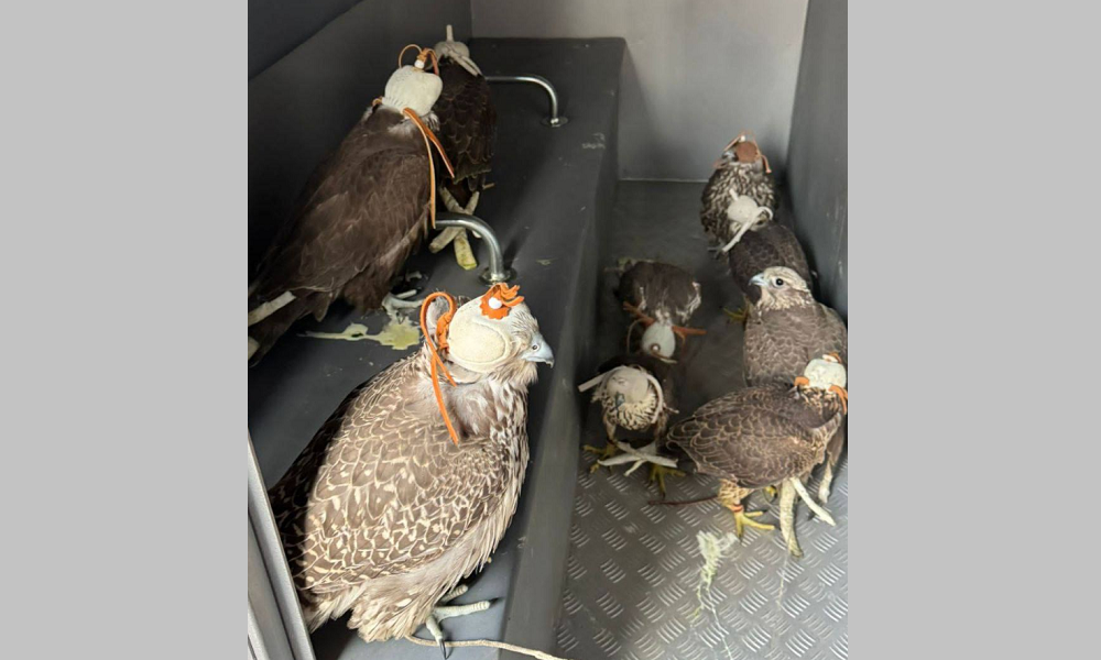 Двоих обвиняемых в незаконном обороте редких птиц взяли под стражу в Омской области