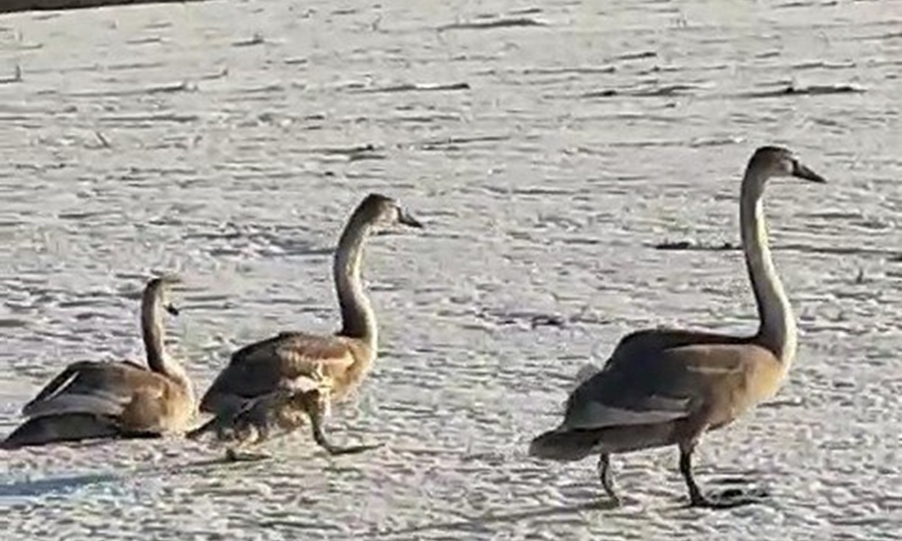 В Омской области у деревни Калачики заметили лебедей