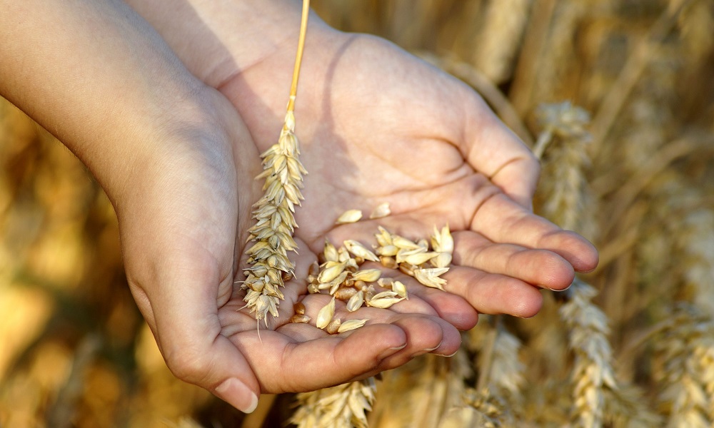 Специалисты омского Россельхознадзора остановили на границе с Казахстаном более 870 тонн зерна 