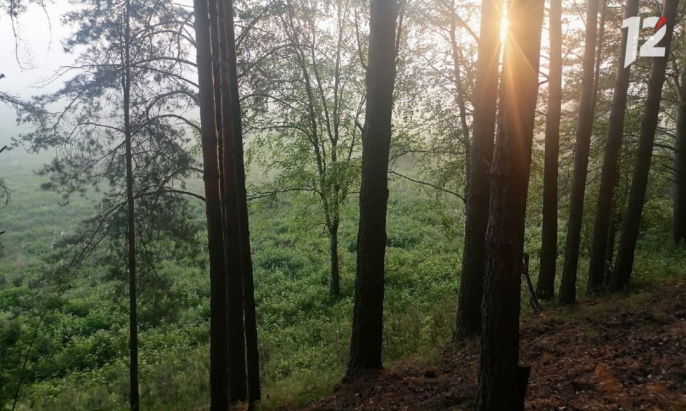 В омском лесу жители встретили редкого чёрного дятла 