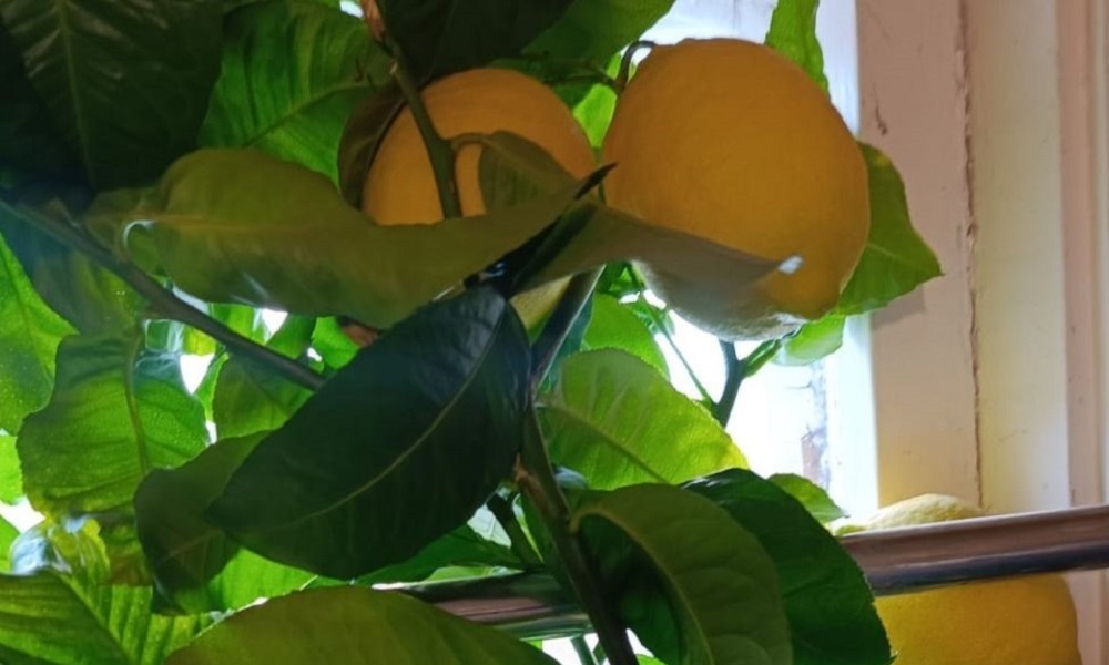 Исилькульский садовод вырастил лимон весом 380 граммов
