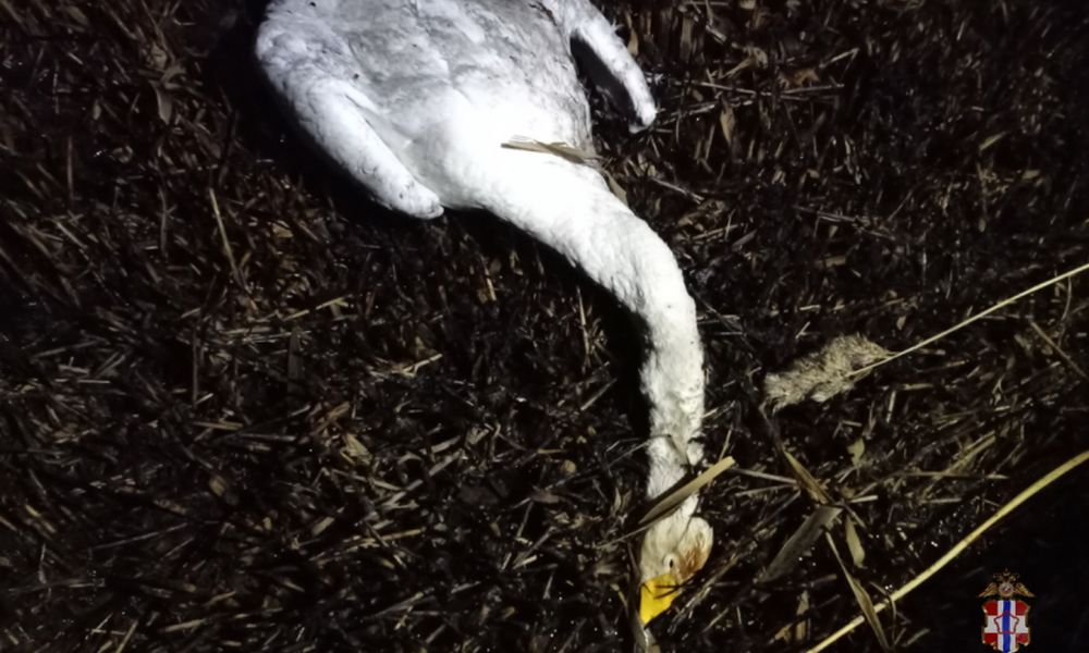 Омич может заплатить полмиллиона рублей за убийство краснокнижного лебедя