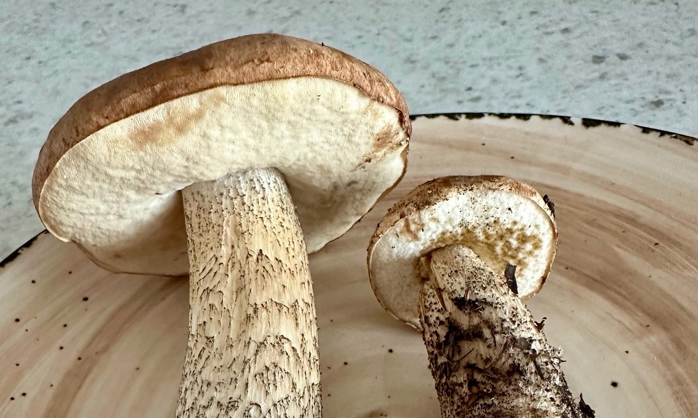 Омичи собирают первые подберёзовики