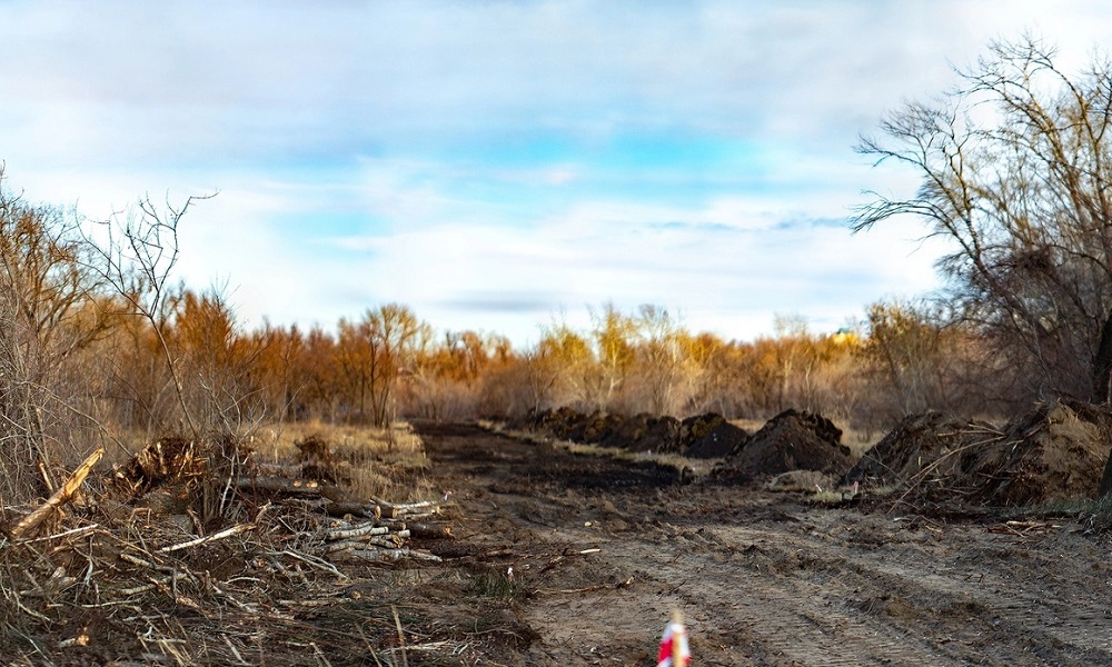Мэрия прокомментировала вырубку деревьев в омском парке Победы