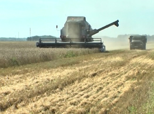 Уборочная в Омской области набирает обороты