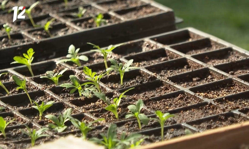 Омские дачники активнее всего покупают баклажаны и помидоры