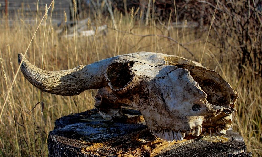 На животноводческом предприятии Крутинского района обнаружили незаконный скотомогильник