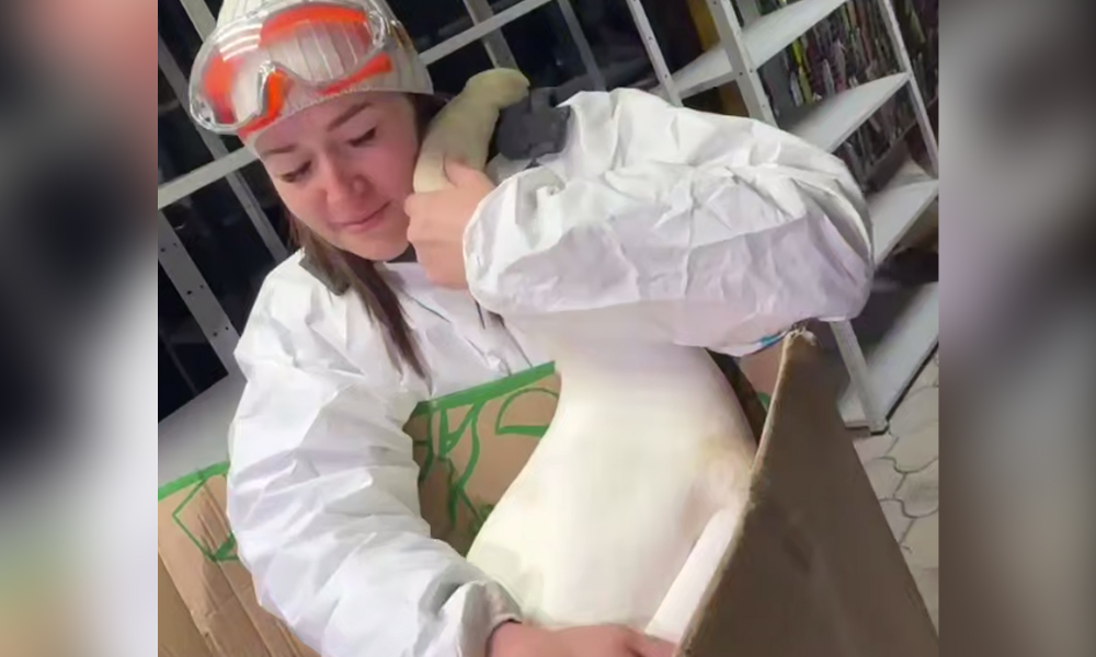 В Анапе лебедь отблагодарил волонтёра за спасение 