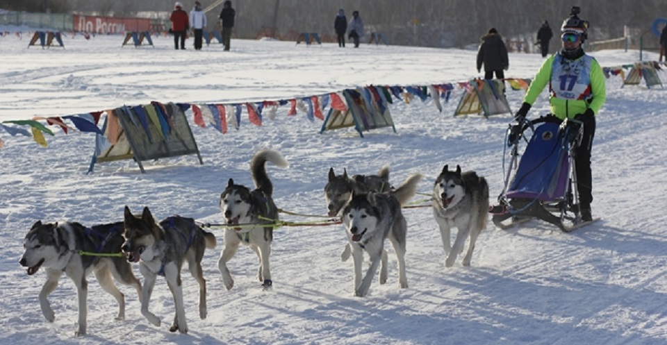 Омичи завоевали 5 медалей на Кубке России по ездовому спорту