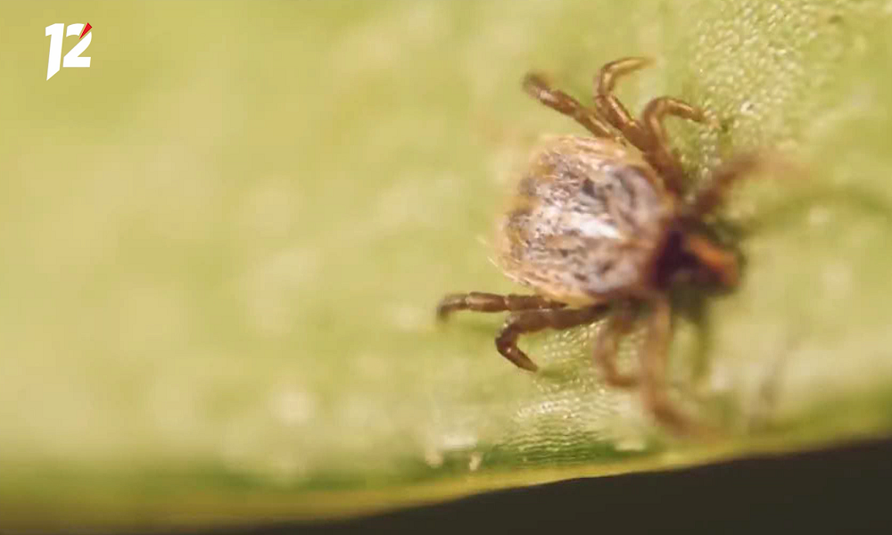 Омичам сообщили, когда городские парки пройдут обработку от клещей