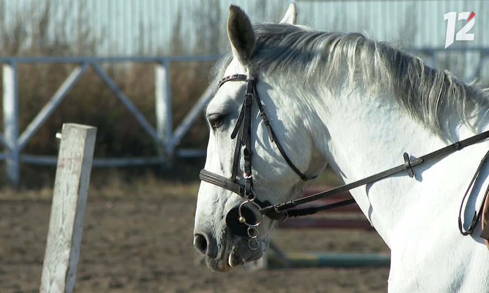 Школьник из Омской области пас овец и покалечился, упав с лошади