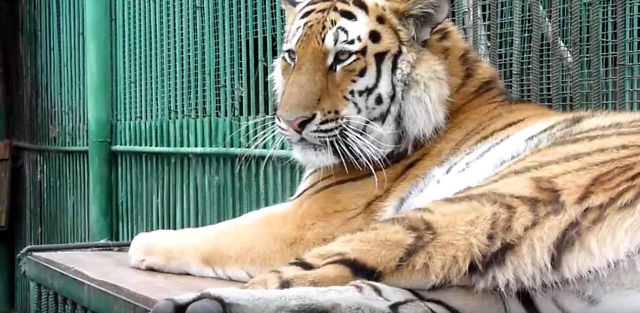 Тигр из омского зоопарка оказался племянником всемирной знаменитости