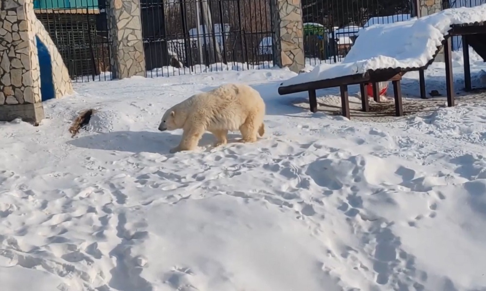 День полярного медведя в Большереченском зоопарке отметят показательными кормлениями