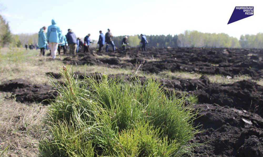 Омская область приняла участие в пятом сезоне главной лесовосстановительной акции «Сохраним лес»